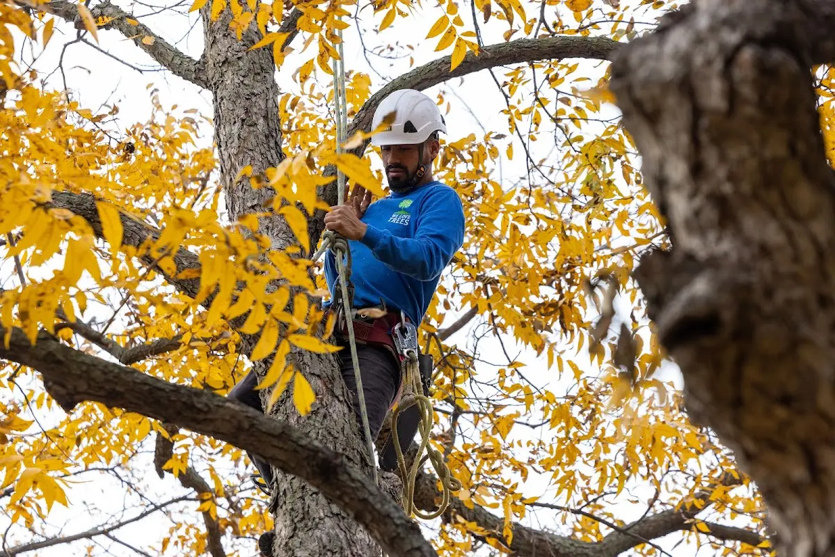 Skilled Tree Pruning crew working in Kittanning